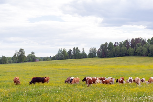 Un troupeau de vaches broute dans un pré vert. Animal de compagnie d'été à la ferme.