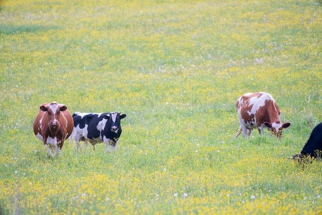 Un troupeau de vaches broute dans un pré vert. Animal de compagnie d'été à la ferme.