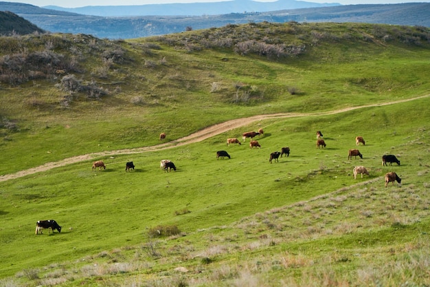 Un troupeau de vaches broute sur une pelouse verte dans les montagnes