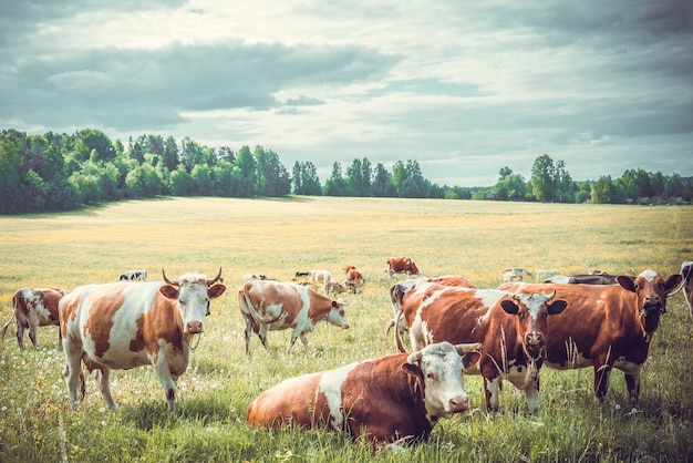 Troupeau De Vaches Broute