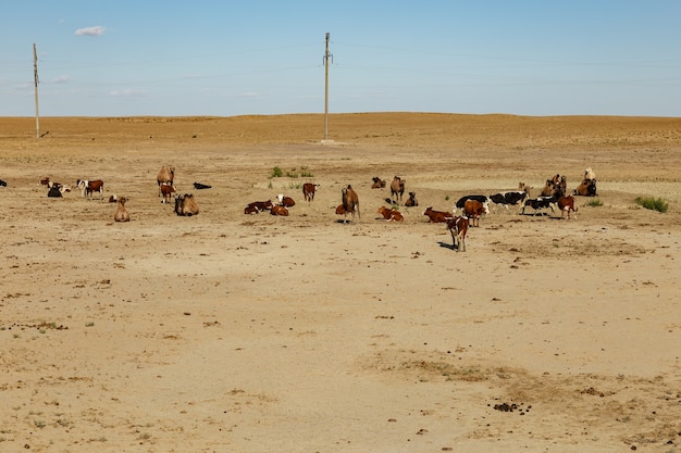 Un troupeau de vaches et de chameaux dans un pâturage au Kazakhstan près de la mer d'Aral