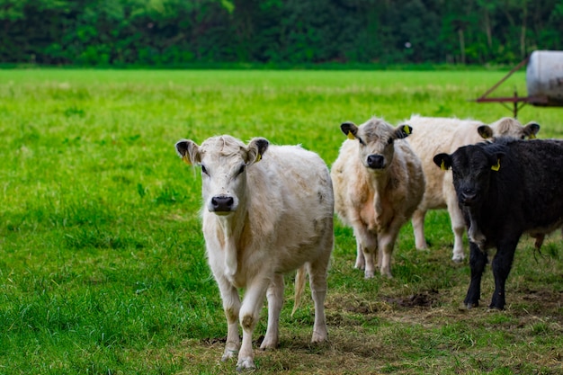 Un troupeau de vaches sur champ vert.