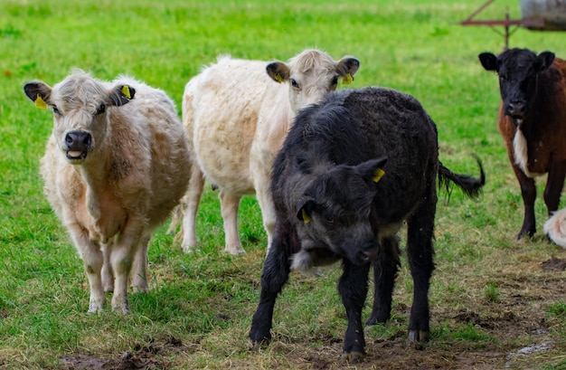 Un troupeau de vaches sur un champ vert.