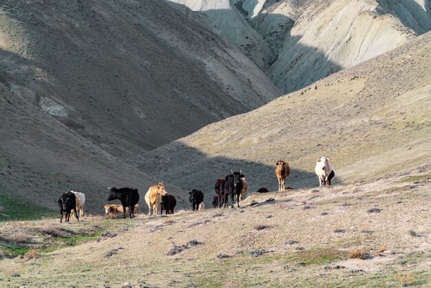 Troupeau de vaches dans les montagnes