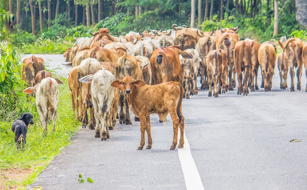 Troupeau de vaches dans la rue