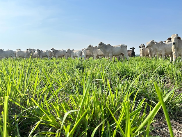 un troupeau de vaches est debout dans un champ avec un être harcelé