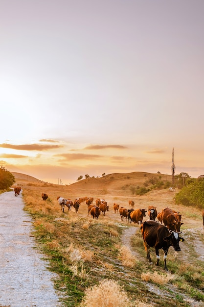 Un troupeau de vaches marche le long d'une route de campagne au coucher du soleil