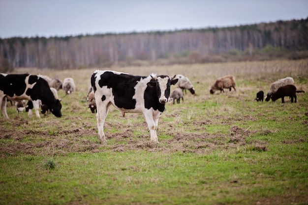 Troupeau de vaches, moutons et porcs paissant dans le champ à la ferme