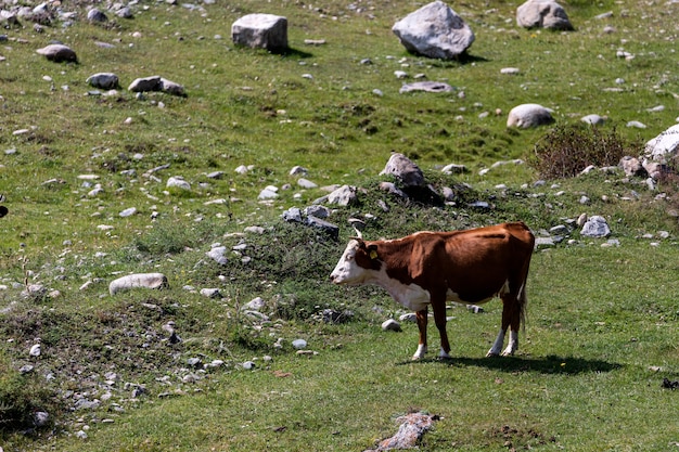 Troupeau de vaches paissant sur une belle prairie verte, avec des montagnes en arrière-plan.