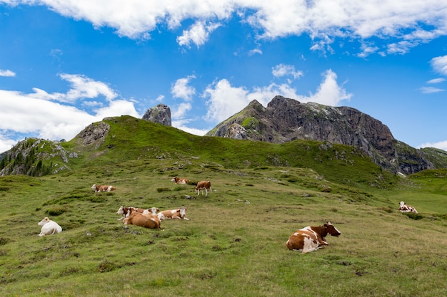 Troupeau de vaches paissant dans les Alpes