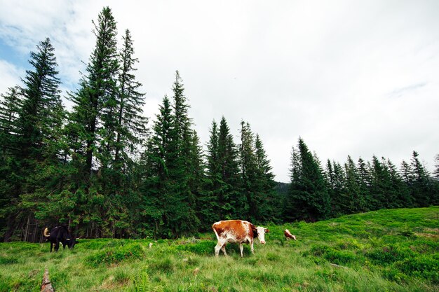 Troupeau de vaches paissant dans les montagnes