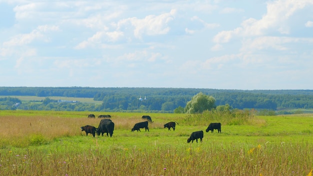 Troupeau de vaches paissant dans les prairies vaches sur un pâturage d'été vaches sur le champ long pâturage