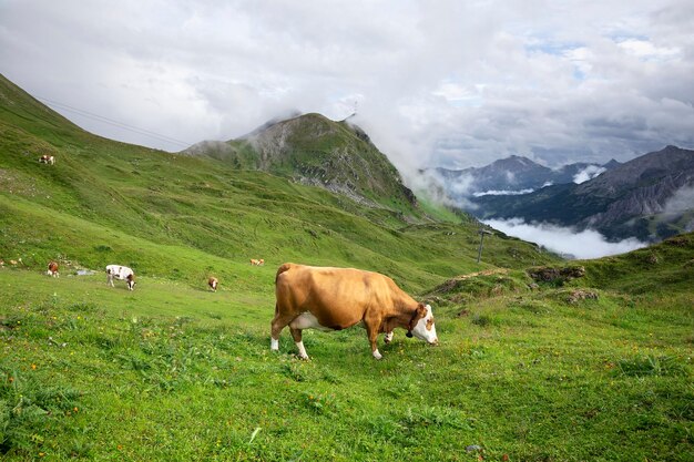 troupeau de vaches paissant sur des pâturages alpins