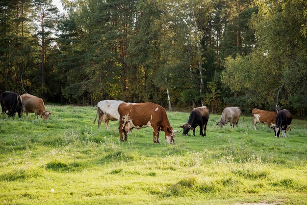 Troupeau de vaches paissant sur le pré en été