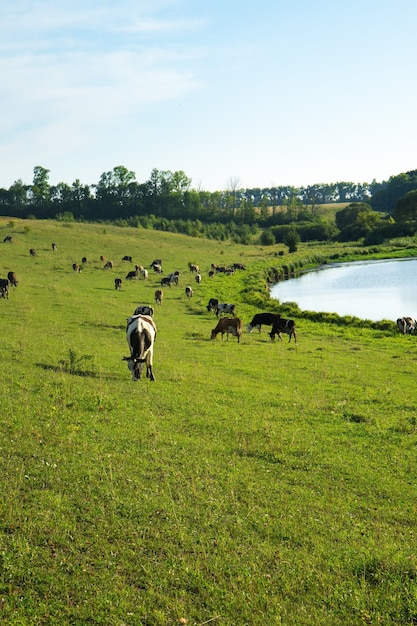 Un troupeau de vaches paissant sur le terrain