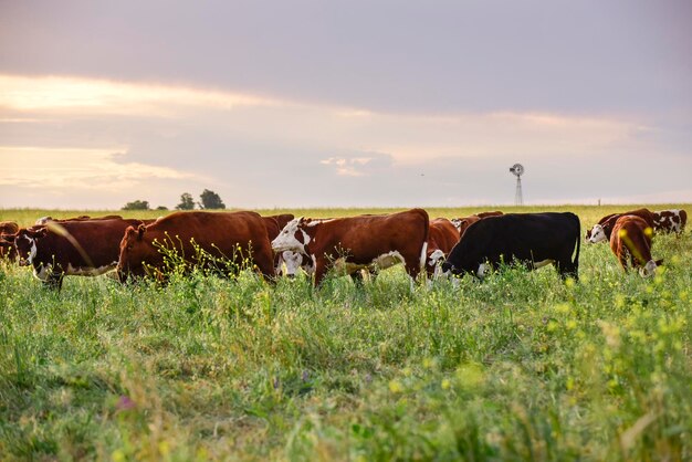 Un troupeau de vaches paissent dans un champ avec un ciel en arrière-plan.