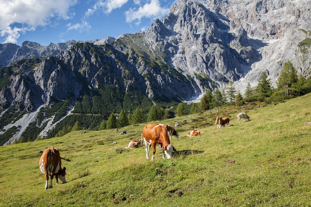 Troupeau de vaches paissent dans un pâturage dans les Alpes Les Alpes autrichiennes