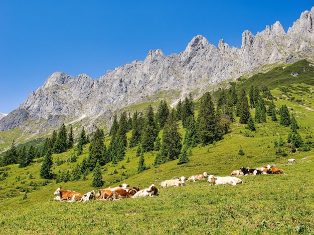 Photo un troupeau de vaches paît dans le paysage montagneux de salzbourg, en autriche.