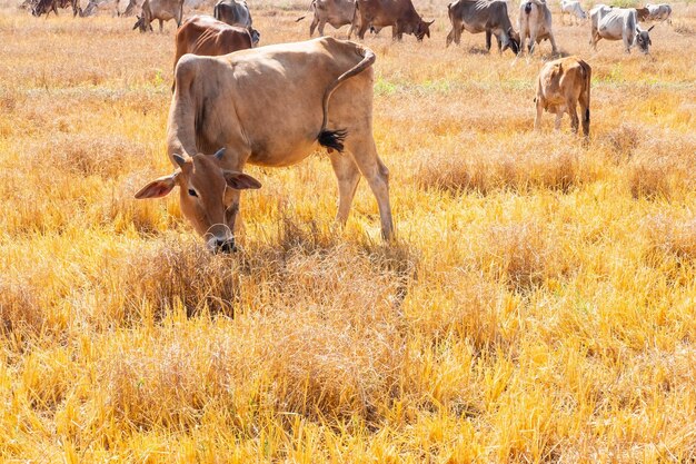 Un troupeau de vaches paît dans les prairies, dans les paysages vallonnés et les prés par des jours clairs.