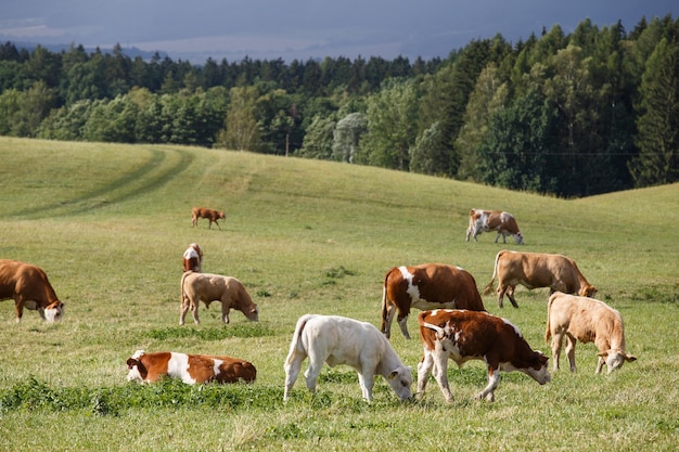 Troupeau de vaches et de veaux broutant sur un pré vert