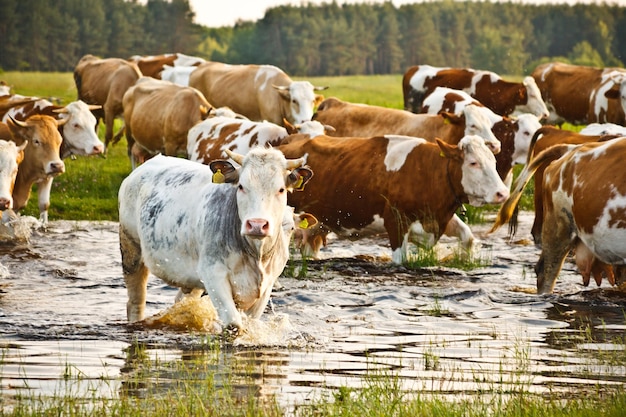 Troupeau de vaches