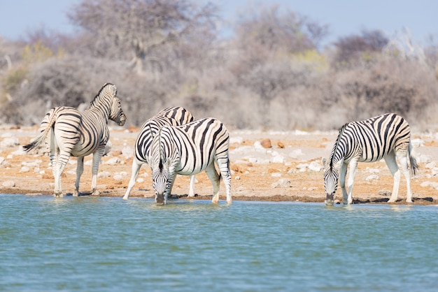 Photo troupeau de zèbres buvant au point d'eau dans la brousse. safari animalier dans le parc national d'etosha, destination de voyage en namibie