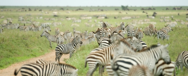 Troupeau de zèbres dans la plaine du Serengeti