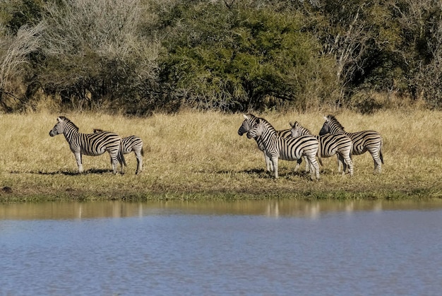 Troupeau de zèbres dans la savane africaine