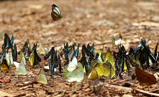 Des troupeaux de papillons vivent dans la forêt