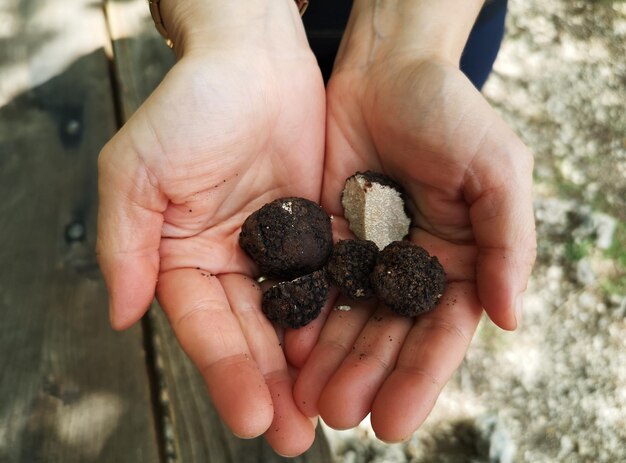 Photo la truffe noire dans les mains