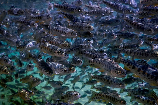 La truite de rivière nage sous l'eau Scène sous-marine de la truite