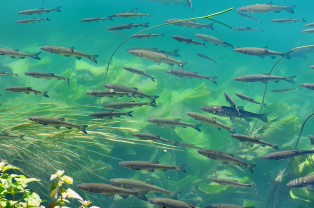 Truites dans l'eau claire