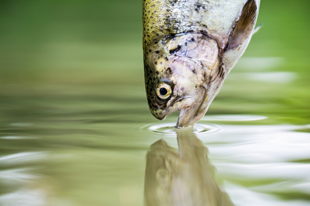 Photo truites dans l'eau verte d'un lac de montagne. gros plan de truites arc-en-ciel dans l'eau. pêche. saut de poisson à la truite arc-en-ciel. la truite arc-en-ciel dans le lac