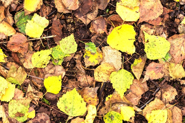 Ttree leaves en forêt d'automne