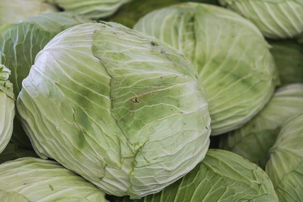 Tubercules de chou vert frais mise au point sélective douce Arrière-plan avec chou