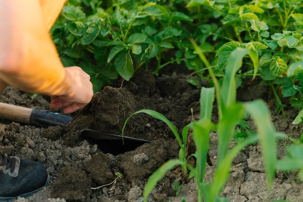 Tubercules de pommes de terre nouvellesRécolte Un homme creuse des pommes de terre avec une pelle Rangées de lits de légumes plantés de pommes de terre dans un jardin rural