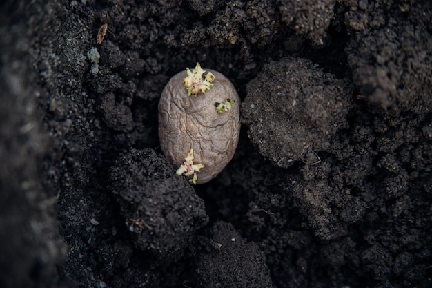 Les tubercules de pommes de terre sont allongés sur le sol Préparation au début du printemps pour la saison du jardin Pommes de terre avec une pousse dans le jardin sur le lit Culture de légumes biologiques