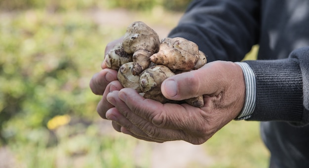 Tubercules de topinambour dans les mains. Racines fraîchement récoltées d'Helianthus tuberosus, également connues sous le nom de sunroot, topinambour, pomme de terre, topinambur ou agneau. Utilisé comme légume racine.