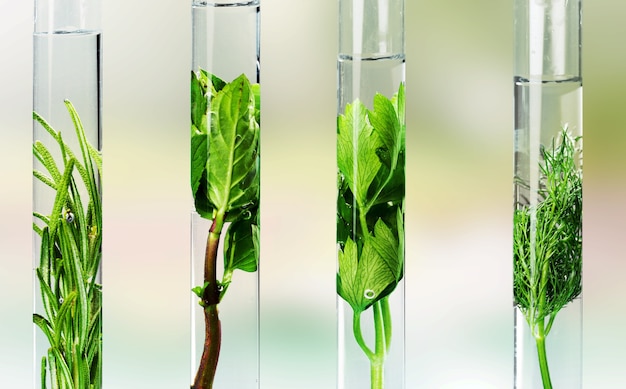 Photo tubes à essai en verre à base de plantes dans le laboratoire de biotechnologie