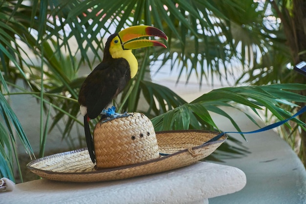 Tucan sur le chapeau