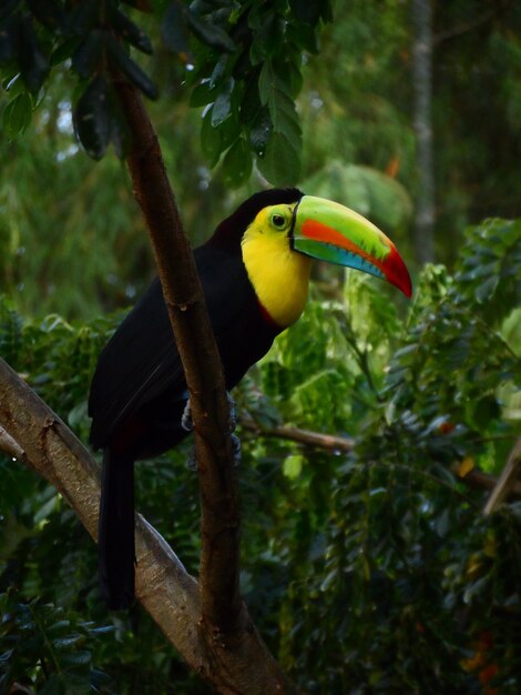 Tucan dans un arbre