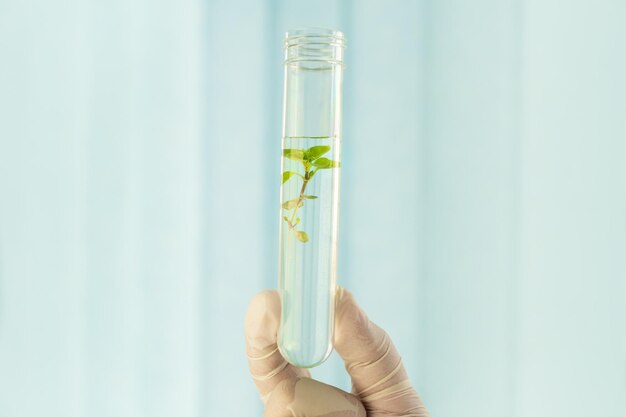 Étudier les plantes en laboratoire Cultiver des OGM en laboratoire Vue rapprochée d'un scientifique inconnaissable travaillant avec des tubes d'essai et des échantillons de plantes tout en faisant des expériences en laboratoire de biotechnologie