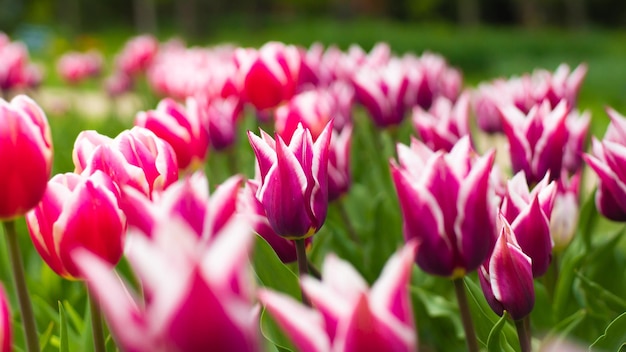 Tulip Claudia qui fleurit dans l'horizontale du jardin