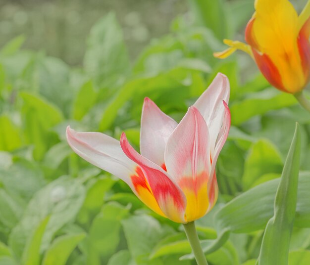 Tulip Mary Ann Spring garden avec tulipes Greigii