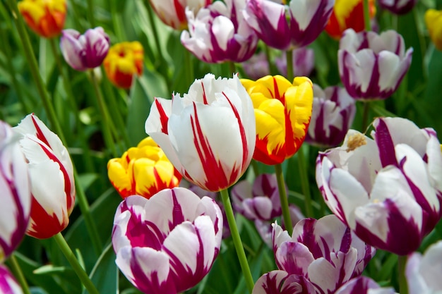 Tulip Park