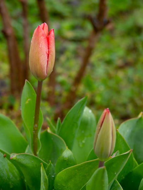 Tulip Tulipa avec bourgeons et fleurs en Grèce