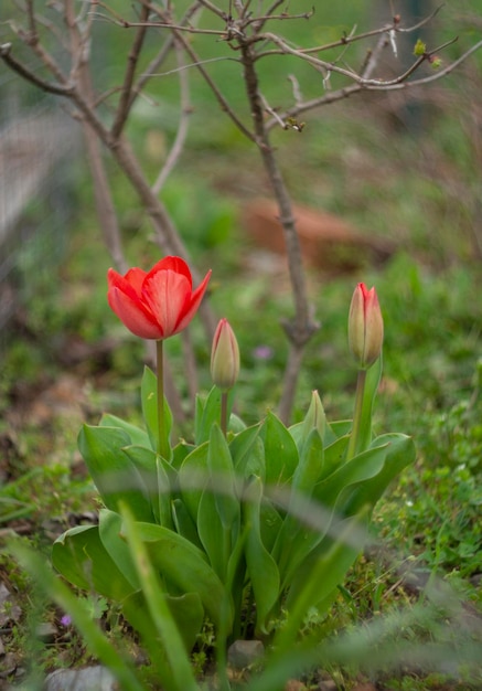 Tulip Tulipa avec bourgeons et fleurs en Grèce