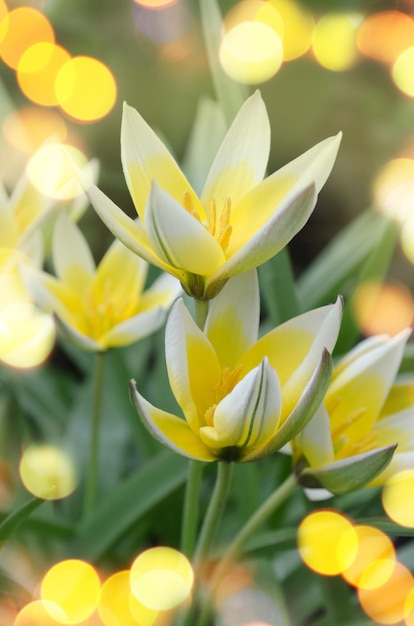 Tulipa Tarda de plus en plus de fleur de tulipe tarda Tulip Diminutive Tulip Tarda