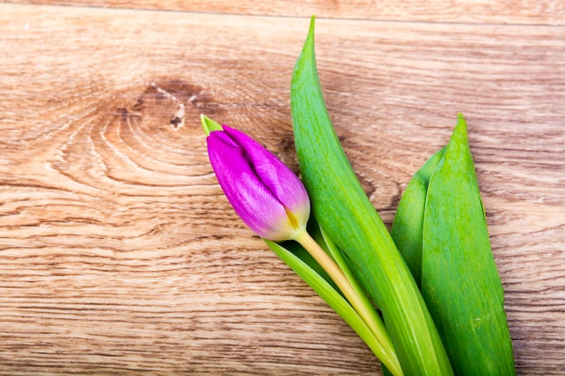 Une tulipane violette sur une table en bois