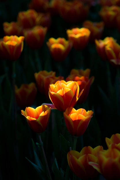 Tulipe au printemps avec flou artistique, flou printanier floue Tulipe, fleur de bokeh, fleur pastel et douce,